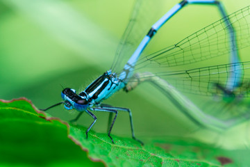 Two mating Damselflies on a leaf