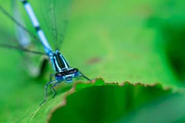 Two mating Damselflies on a leaf