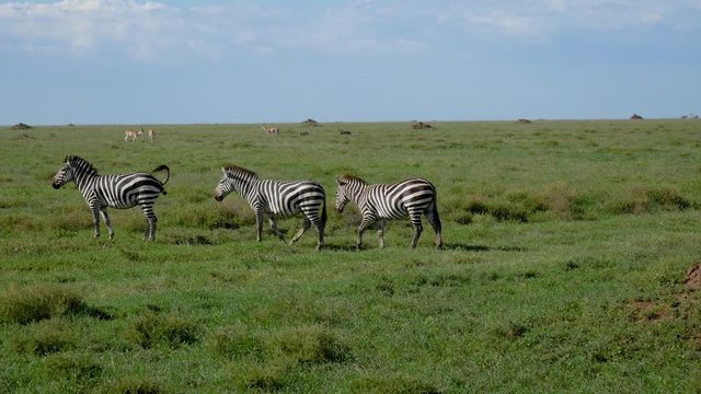 Zebras Walk On The Green African Plain