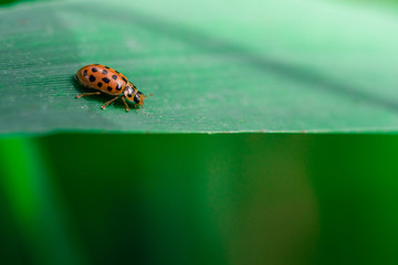 Ladybug walks on the edge of a leaf,, Coccinellidae, Arthropoda, Coleoptera, Cucujiformia, Polyphaga