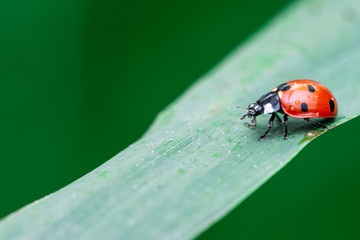 Ladybug walks down on a leaf, Coccinellidae, Arthropoda, Coleoptera, Cucujiformia, Polyphaga