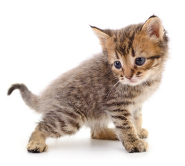 Kitten on white background.
