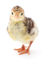 Obraz premium Chicken turkey isolated