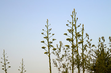 Close-up of Agave Americana Plants in Bloom, Sentry Plant