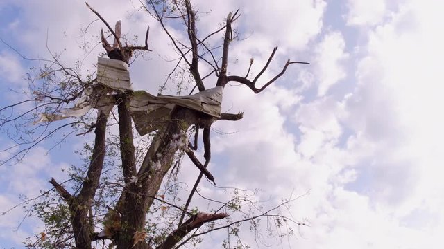 Sheet metal wrapped around tree after tornado went through 4k