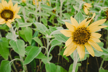Landscape of Ishigaki Island
