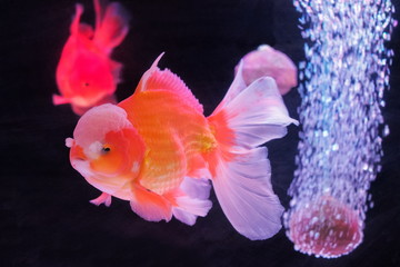 Goldfish (oranda) diving in fresh water glass tank aquarium on black background.	