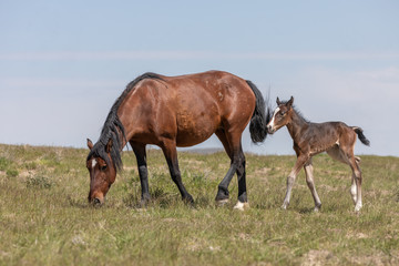 Wild horse Mare and Foal in Utah in Spring