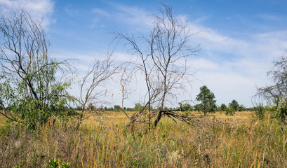 Landscape dry grass and trees. Dry summer field. 