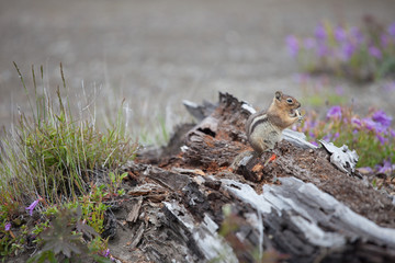 chipmunk