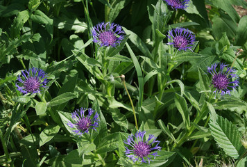 blue purple flowers like glass