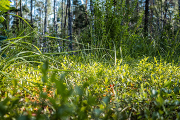 Macro nature grass in the forest. Sunrise backlight.