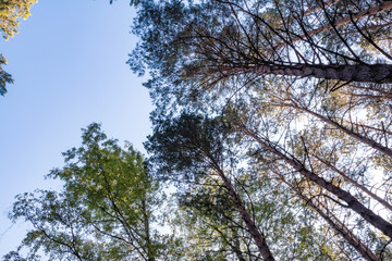 Top trees pine tall.  Looking top forest blue sky. 