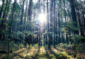 Backlight sunshine forest. Tall pine backlight sunrise. Dark forest. Blue.