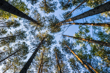 Looking top forest blue sky. Top trees pine tall. 