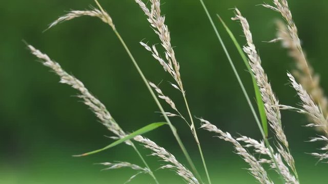 herbe 