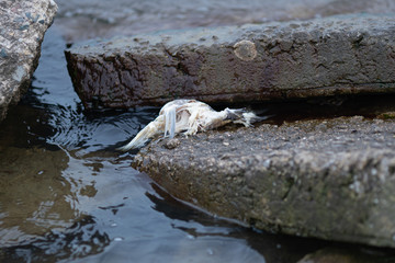 dead fish has washed ashore and was stuck on the rocks