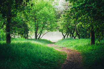 Scenic landscape with beautiful lush green foliage. Footpath under trees in park in early morning in mist. Colorful scenery with pathway among green grass and leafage. Vivid natural green background.