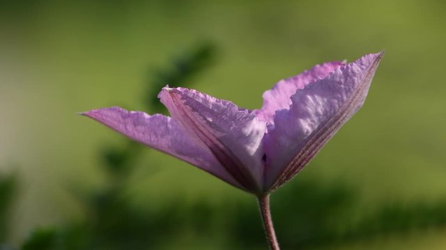 fleur
