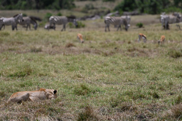Stalking lion