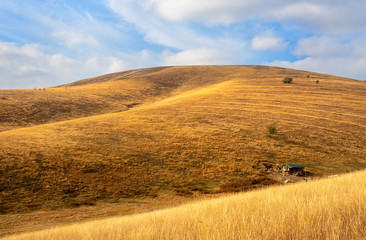 Old stable in a yellow field on a hills