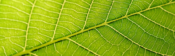 Beautiful leaf texture macro, green color, panoramic view