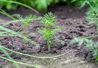 Fresh dill (Anethum graveolens) growing on the vegetable bed. Annual herb, family Apiaceae.  Growing fresh herbs. Green plants in the garden, ecological agriculture for producing healthy food concept