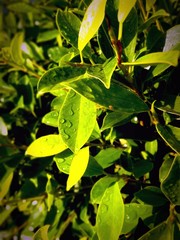 Obraz premium green leaves of tree in spring