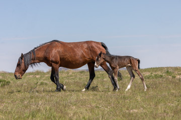 Obraz na płótnie Canvas Wild horse Mare and Foal in Utah in Spring