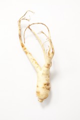 Young ginseng root