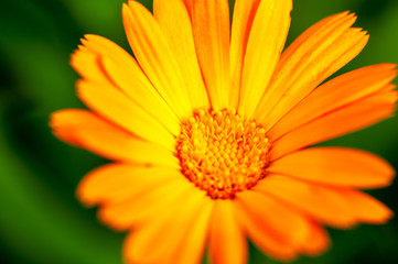 orange flower on green background