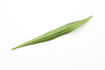 Obraz na płótnie Canvas Plantain (plantago lanceolata) leaf