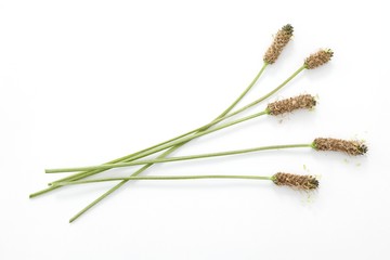 Plantain (plantago lanceolata) flowers © Beata