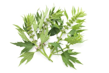 Motherwort (Leonurus cardiaca)