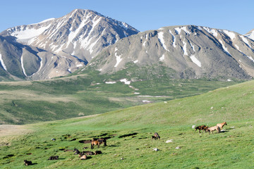 Western Mongolia mountainous landscape. Herd of horses on the alpine meadow. Altai Tavan Bogd...