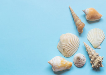 Various sea shells on light blue background