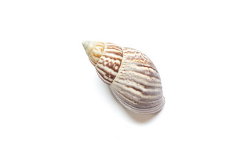 Sea shell isolated on white background