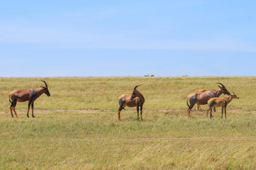 Naklejka na ściany i meble Group five topi Damaliscus lunatus jimela grazing green grassland with two young topi calves Masai Mara National Reserve Kenya East Africa