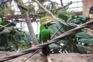 Emerald toucanet in the zoo
