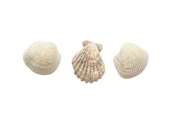 Three sea shells isolated on white background