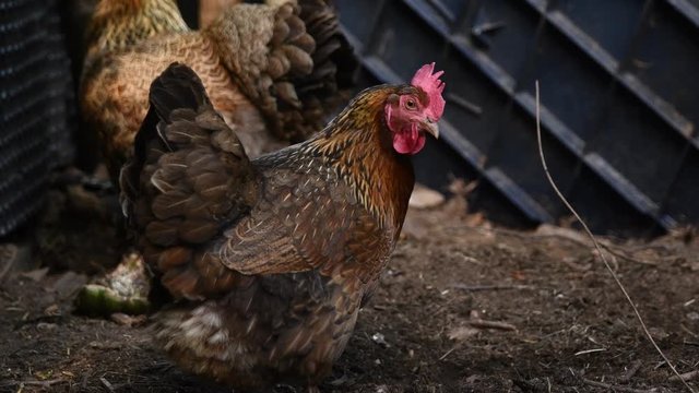 poule