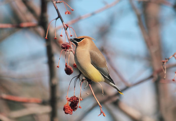 Lovely cedar waxwing bird. End of winter