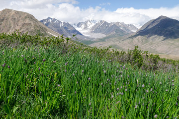 Fototapeta premium Western Mongolia mountainous landscape. Wild tulips on the background of snowy peaks. Altai Tavan Bogd National Park, Bayan-Ulgii Province, Mongolia.