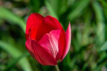 red tulip in the garden