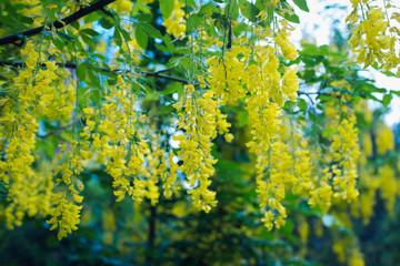 blooming yellow Wisteria
