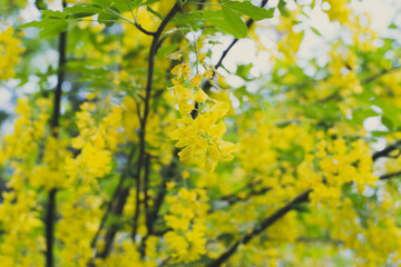 blooming yellow Wisteria