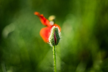 A poppy flower about to open