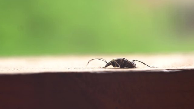 Small bug sit on a wooden desk macro shot