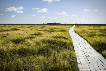minimalistic landscape with an ecological path through a swamp