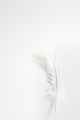 image White feather, bird on white background